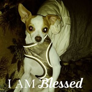 Meet your Posher, Bobbie